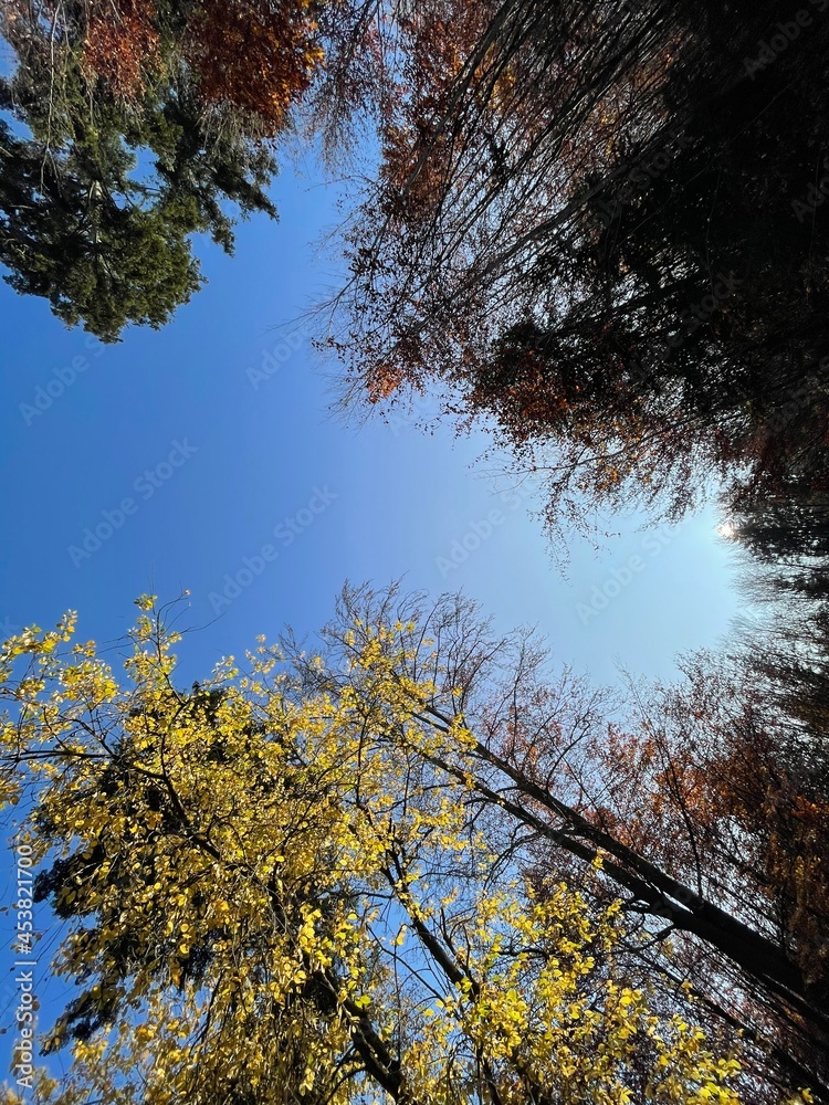 Obraz premium Klarer Abend im Wald