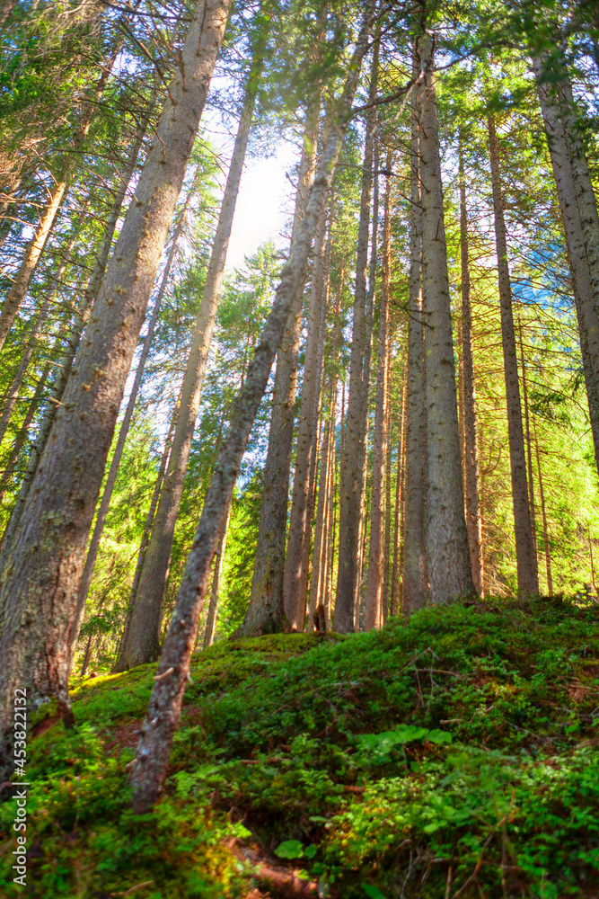 Obraz premium Tall pine trees . Evergreen coniferous forest 