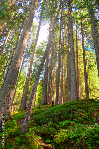 Tall pine trees . Evergreen coniferous forest © russieseo