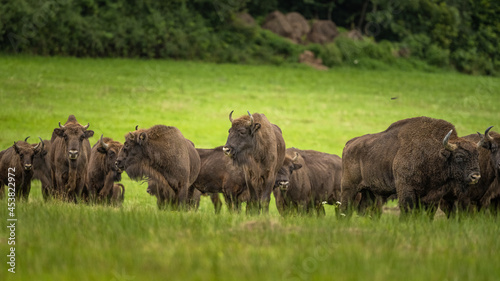 Fototapeta Naklejka Na Ścianę i Meble -  European Bison on the green meadow. The Bieszczady Mountains,  Carpathians. Poland.