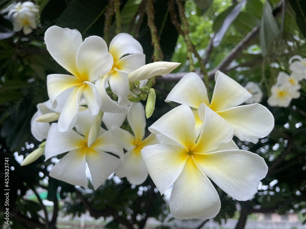 Group of white plumeria frangipani flowers ( Leelawadee ) on green leaf background. Thai Beautiful and Awesome flowers, Tropical flower, Selective focus. Group of white plumeria frangipani flowers ( Leelawadee ) on green leaf background. Thai Beautiful and Awesome flowers, Tropical flower, Selective focus.