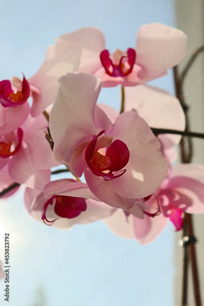 Fototapeta premium Pink flowers