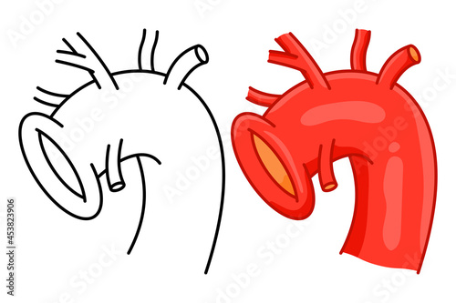 Aorta vector cartoon illustration isolated on a white background.