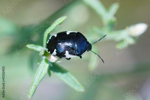 Closeup on a black Rambur's Pied Shieldbug, Tritomegas sexmaculatus in the Gard, France photo