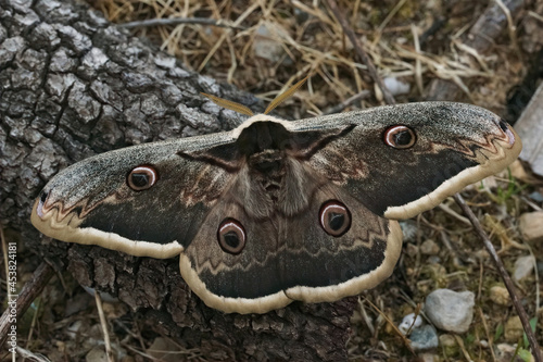 Closeup on the European giant peacock moth, Saturnia pyri photo