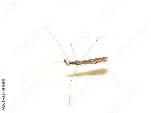 Common thread-legged assassin bug Empicoris vagabundus isolated on white background
