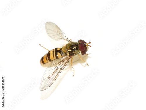 The hoverfly Episyrphus balteatus isolated on white background photo