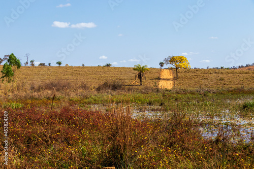 Paisagem rural com brejo e ipê amarelo em Minas Gerais. photo