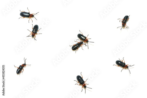Group of the blue and orange colored cereal crop pest beetle oulema melanopus isolated on white background © hhelene