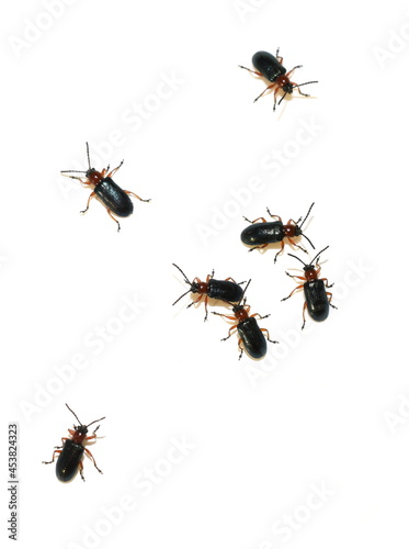 Group of the blue and orange colored cereal crop pest beetle oulema melanopus isolated on white background