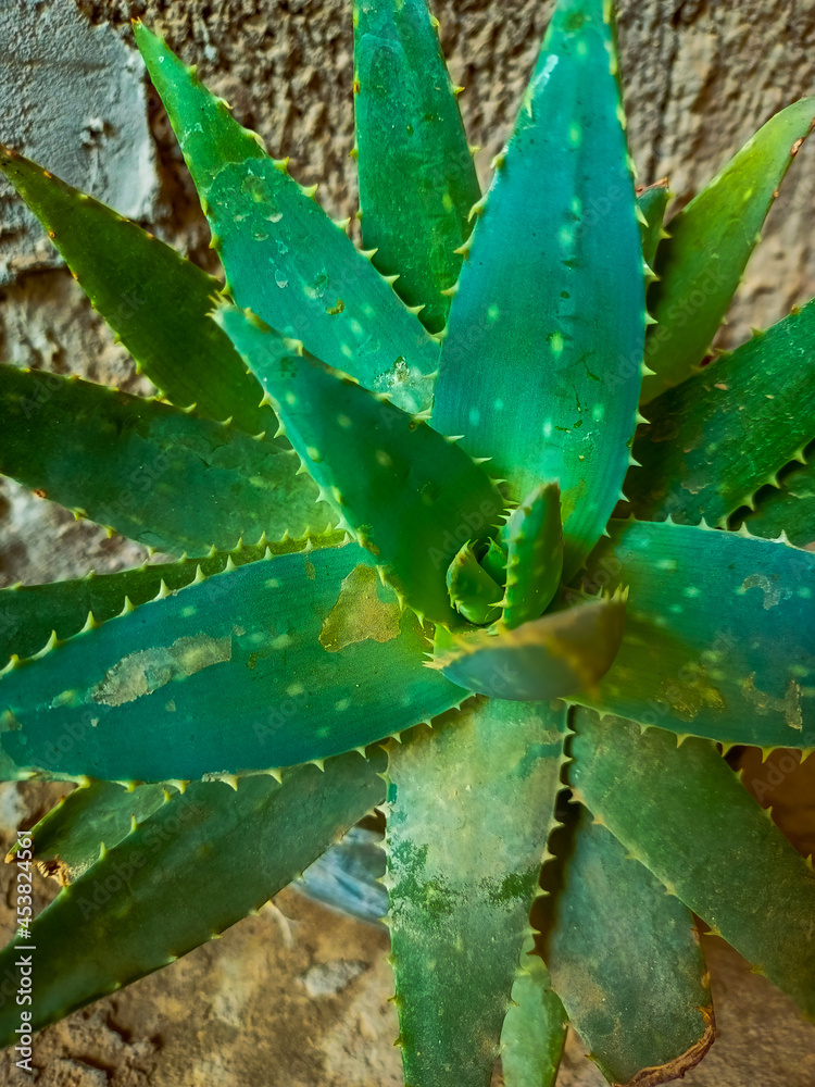 aloe vera plant
