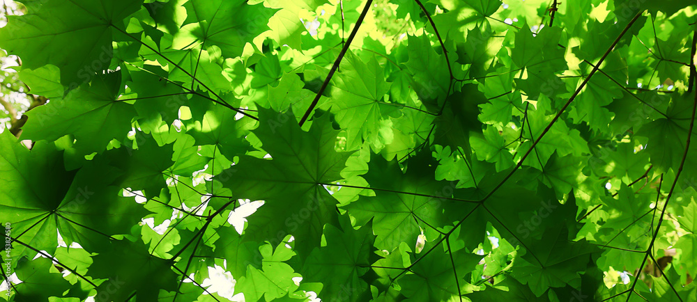branches leaves summer maple green background tree fresh growth - obrazy, fototapety, plakaty 