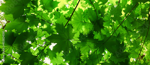 Fotografie, Obraz branches leaves summer maple green background tree fresh growth