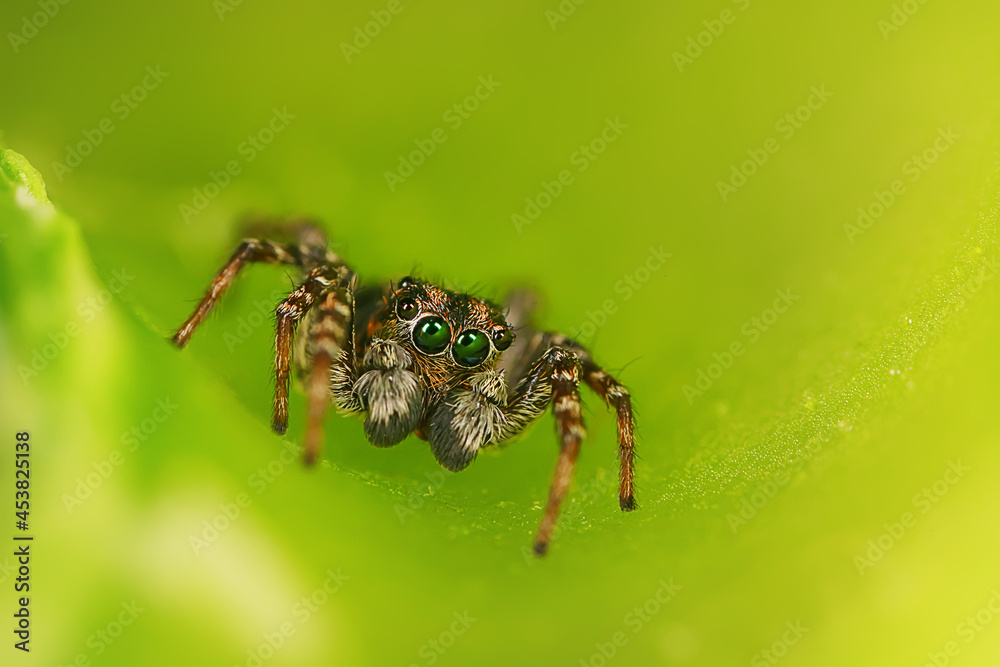 spider jumper macro, arachnophobia, beautiful jumping spider, poisonous spider