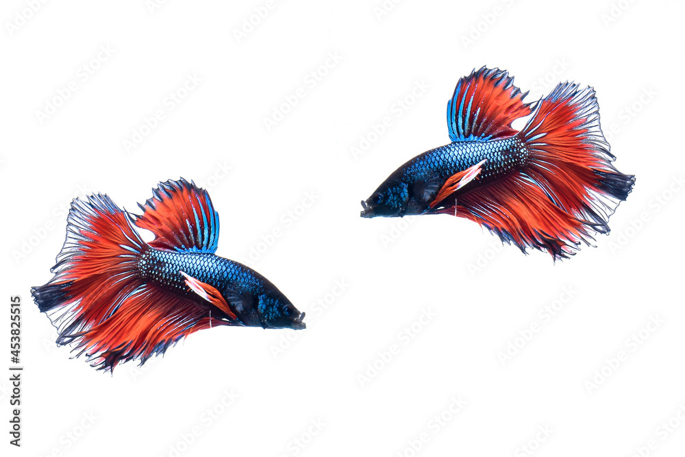 Obraz premium two betta fish is very nice color