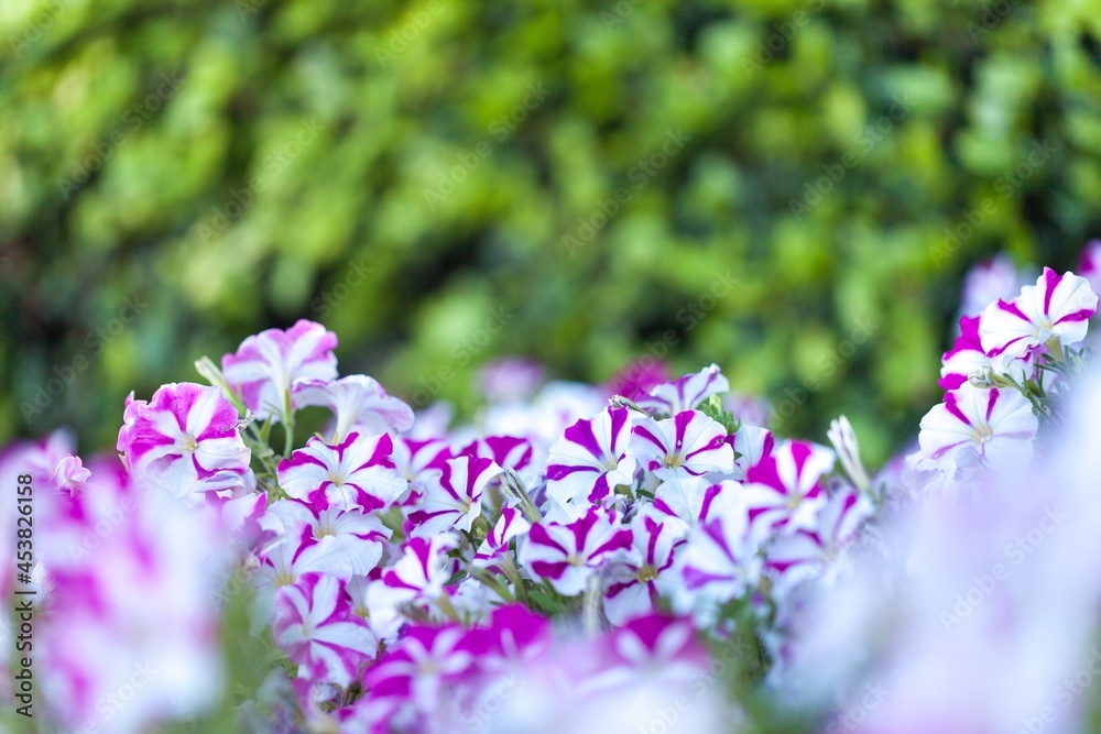 Obraz premium Geranium.