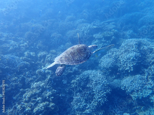 インドネシア　カリムンジャワ周辺の海亀