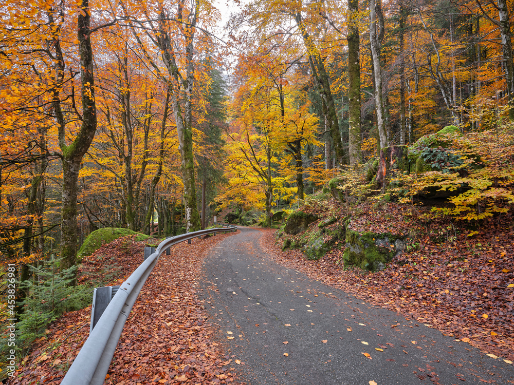Obraz premium Asphalt road with fallen leaves running through an autumn forest. Autumn foliage in the woods of the mountains of Val Masino in Lombardy, Italy