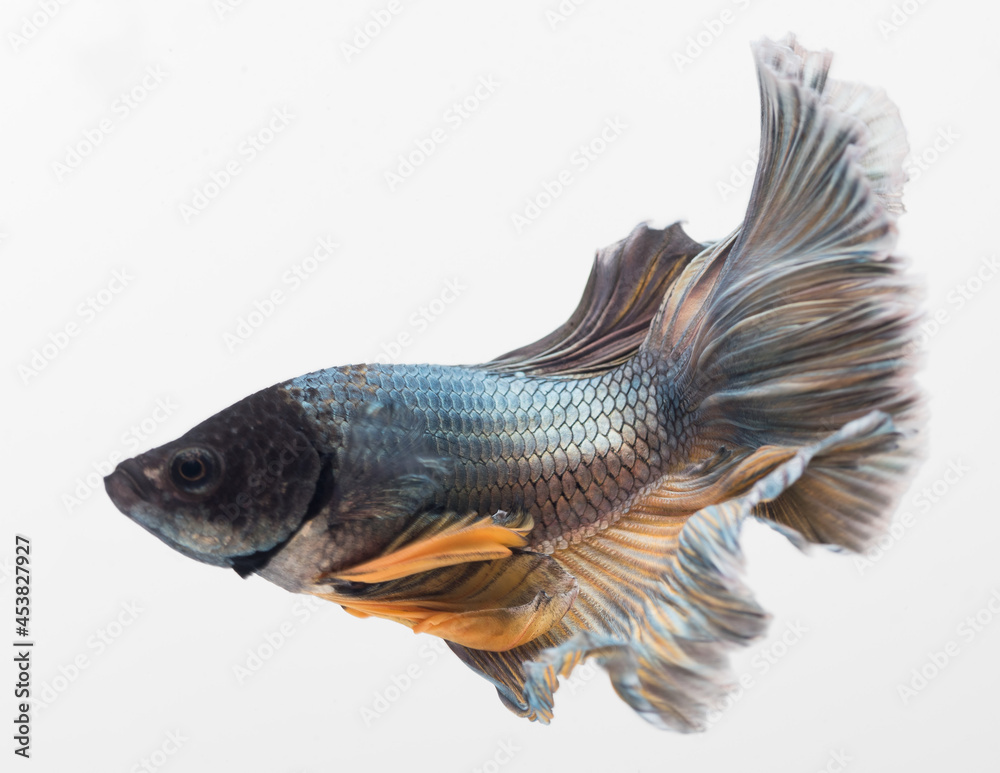 Halfmoon betta fish, siamese fighting fish, Capture moving of fish, abstract background of fish tail
