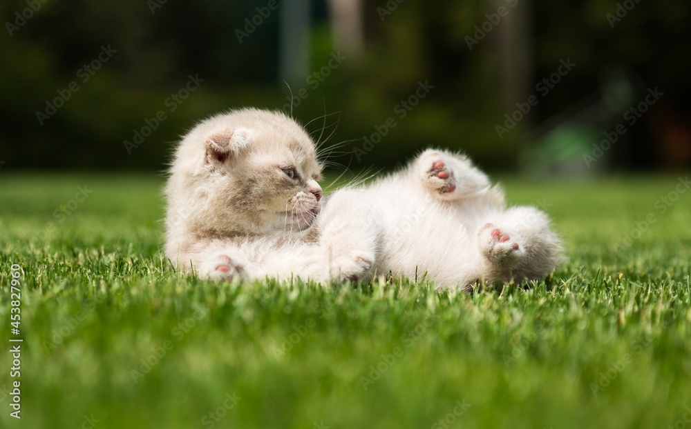 Kitten Playing on the Grass - obrazy, fototapety, plakaty 