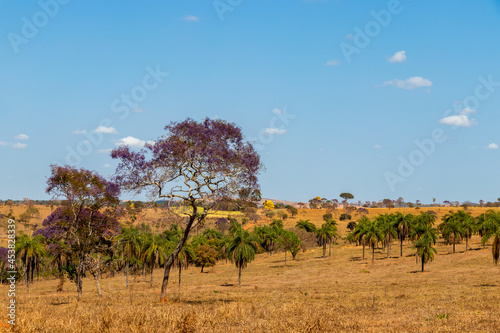 Campo com   rvores e palmeiras.