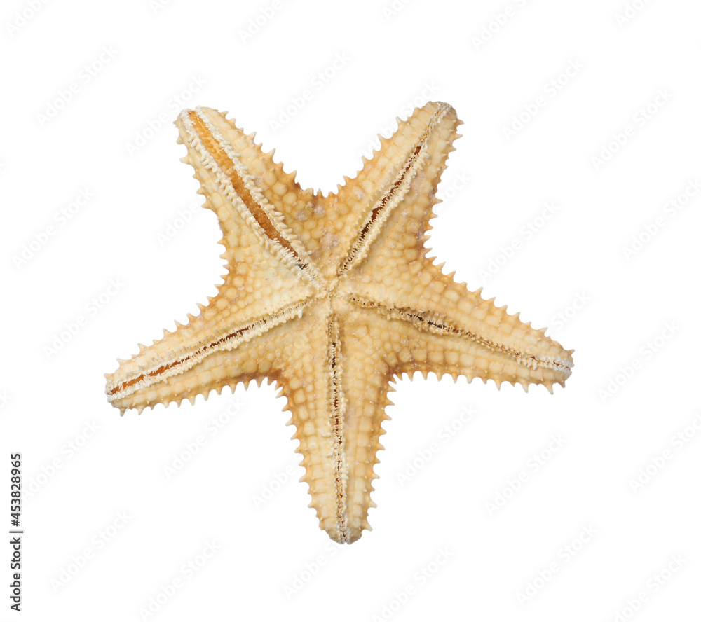 Beautiful sea star isolated on white. Beach object Beautiful sea star isolated on white. Beach object