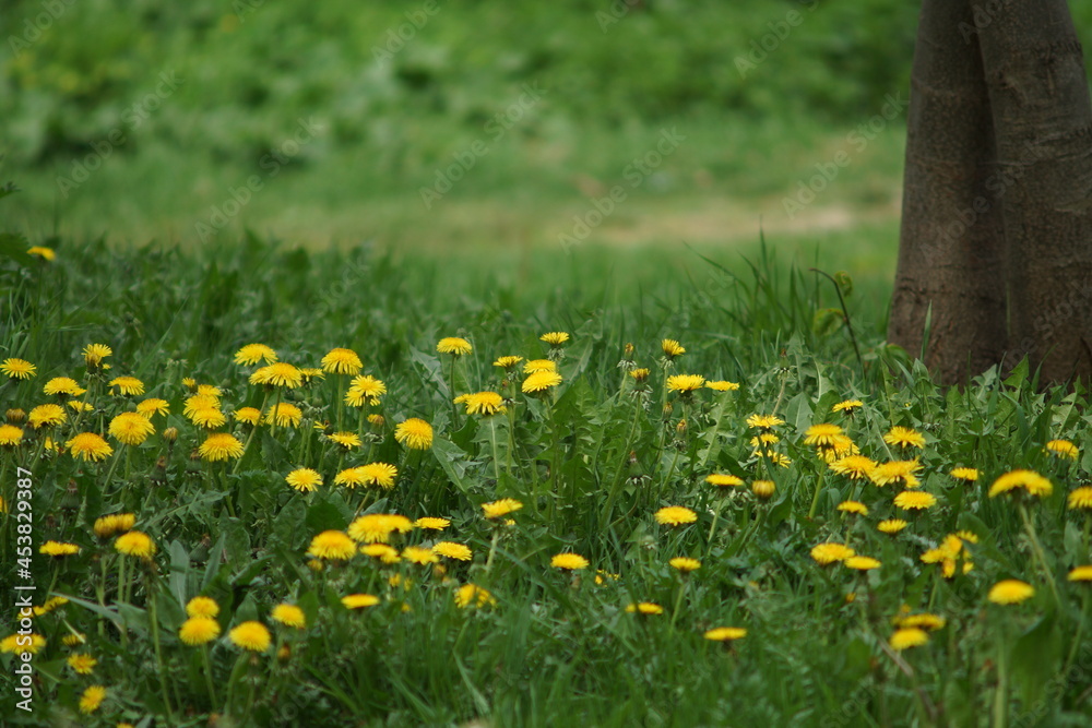 Obraz premium summer