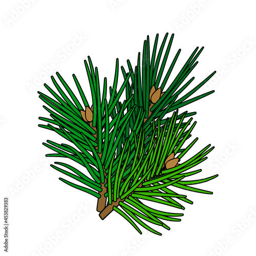 Cedar needles. Line vector illustration