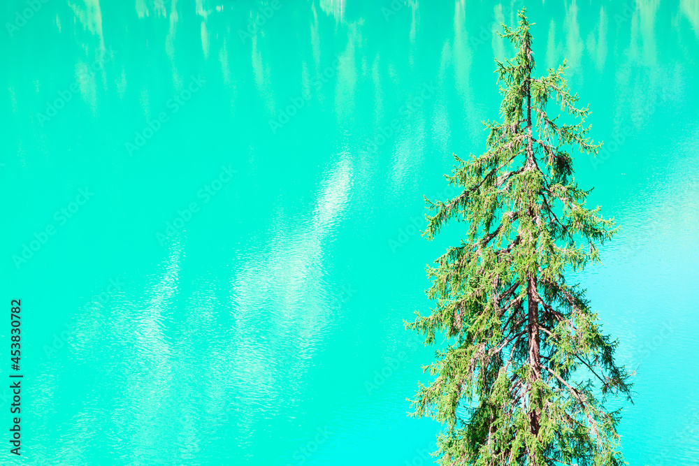 Fir tree at water lake background . Coniferous tree at turquoise color background