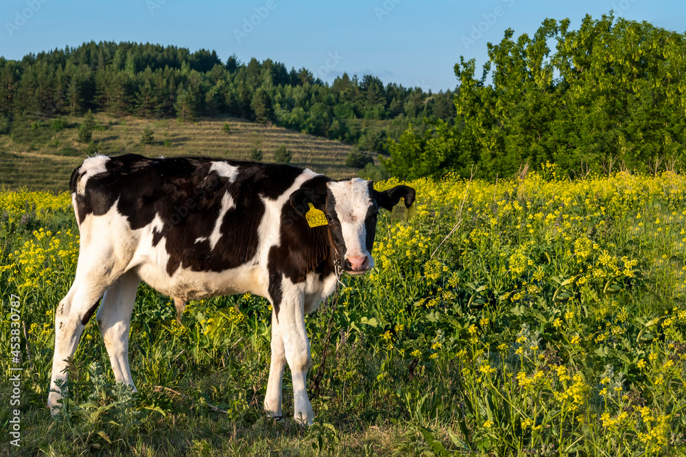 Young bull grazes on the lawn. Side view.