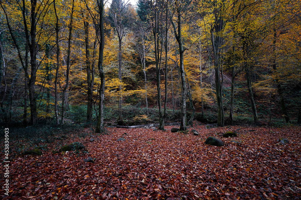Fallen leaves in the forest in autumn Fallen leaves in the forest in autumn