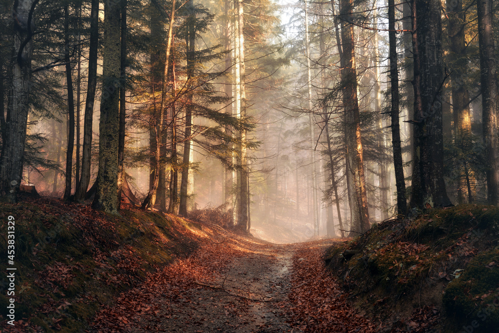 Obraz premium Morning sun on forest path