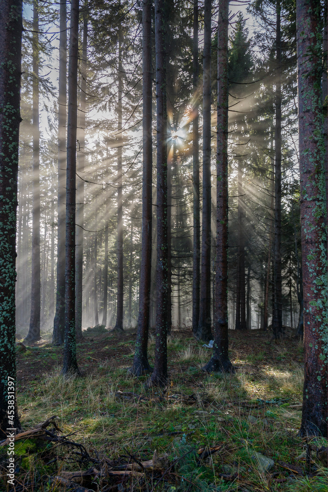 Fototapeta premium Morning light through the fog