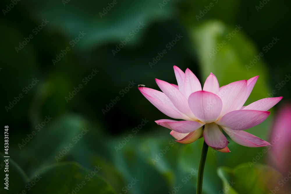 Lotus flower on the water