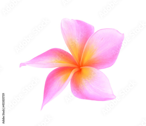 Plumeria isolated on white background.