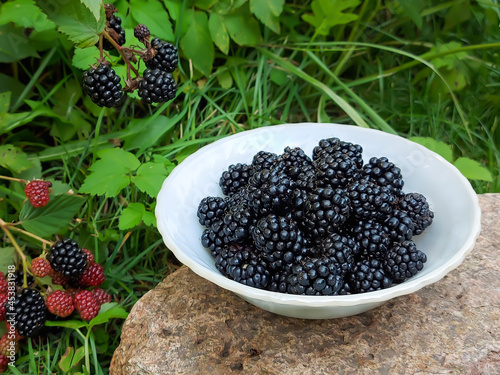 Freshly picked ripe blackberries