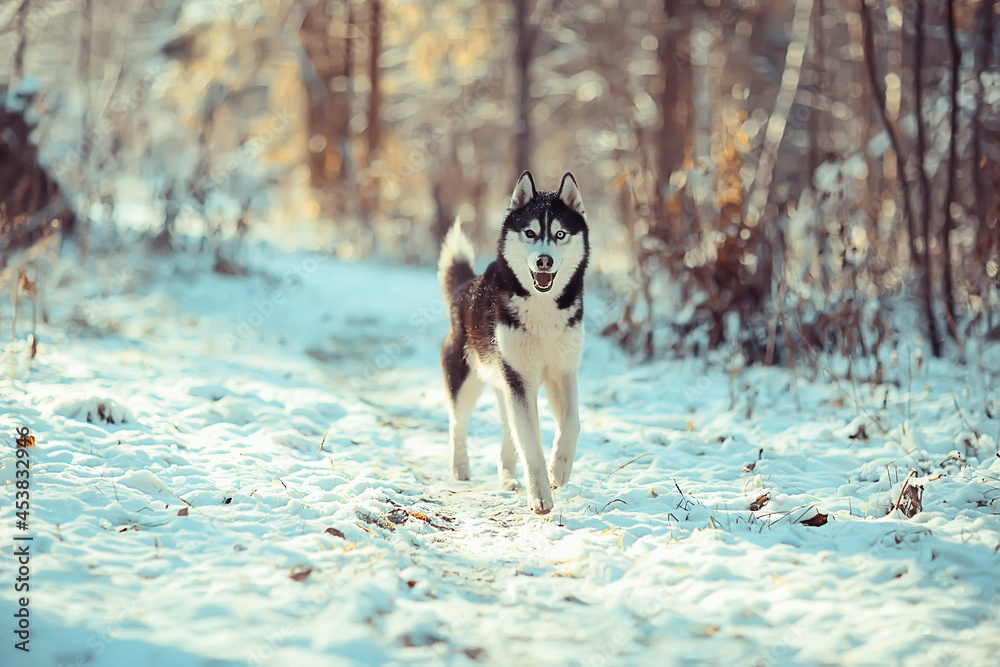 funny husky runs through the forest in winter, a walk in the frosty snowy forest, a cute husky in the winter landscape funny husky runs through the forest in winter, a walk in the frosty snowy forest, a cute husky in the winter landscape