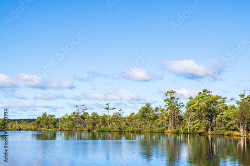 Lake view by a pine woodland on a bog