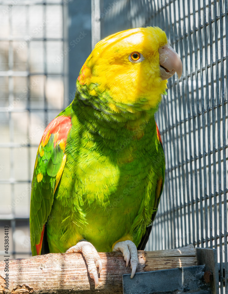 Obraz premium yellow-headed amazon (Amazona oratrix),
