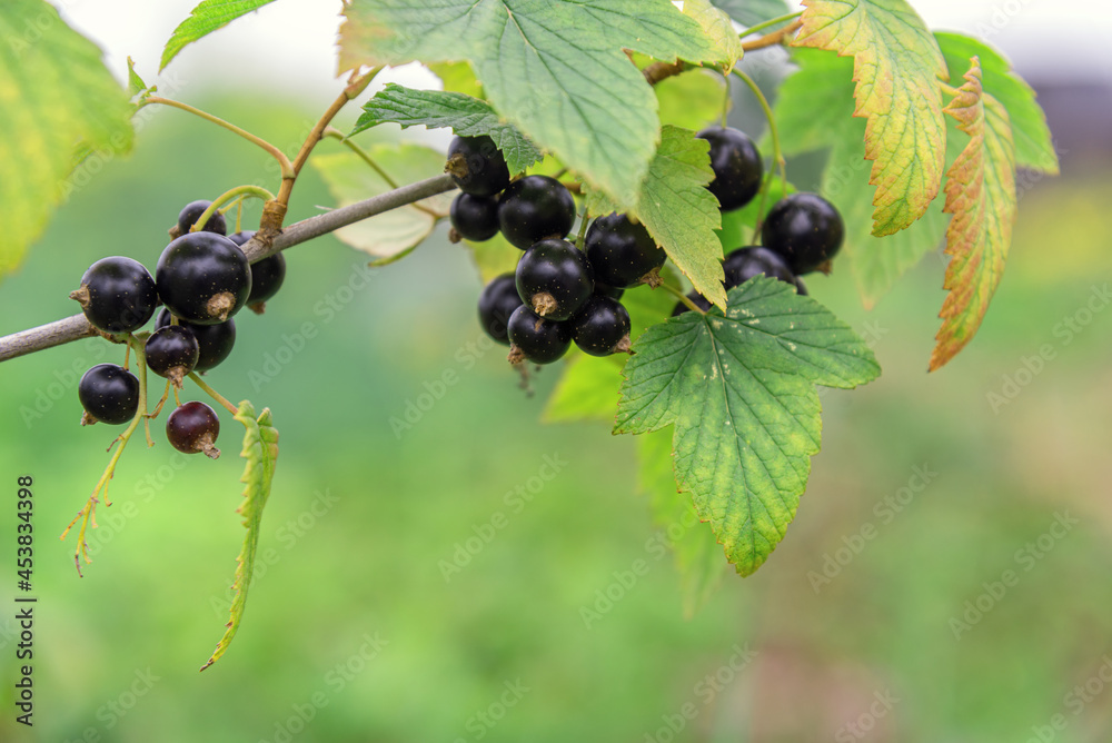 Black currant fruits hang from the branches against the background of leaves. Black currant fruits hang from the branches against the background of leaves.