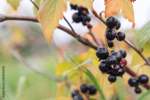 Black currant fruits hang from the branches against the background of leaves.