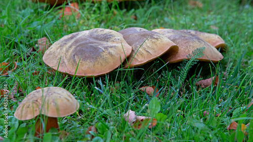 A hat mushroom, whose fruiting bodies have tubular caps, growing on the lawn of the square in the village of Iłowo Osada in warmia in Poland.