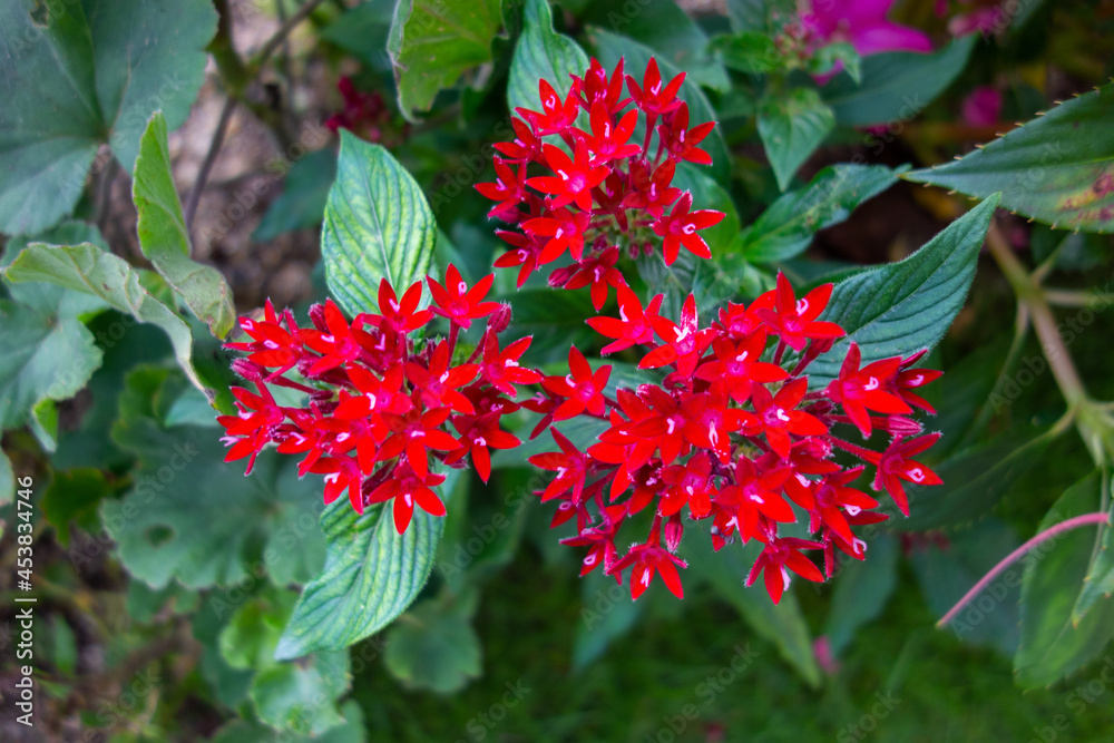 red and green leaves red and green leaves
