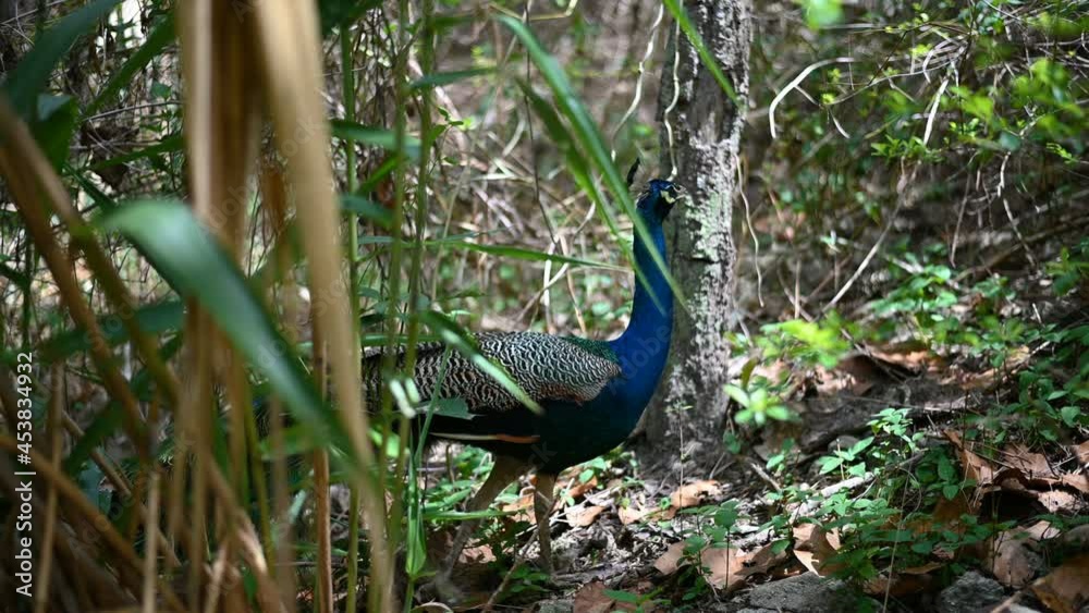 A Male Peacock or Green peafowl while displaying Colorful Plumage for a female during mating season in the forest. A Male Peacock or Green peafowl while displaying Colorful Plumage for a female during mating season in the forest.