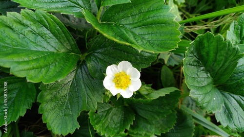beautiful white strawberry flower in the park