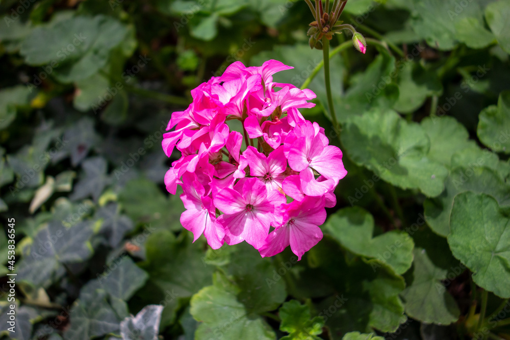 pink rose bush pink rose bush