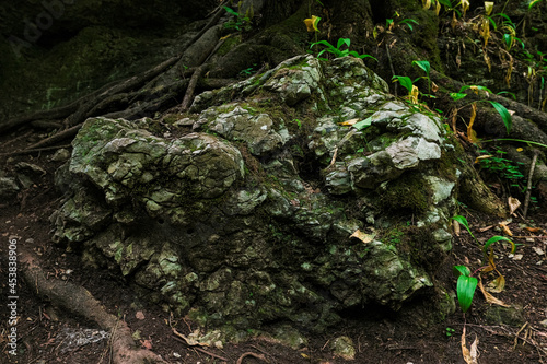 A stone covered with moss. In the middle of the jungle, there is a stone that is covered with a layer of moss