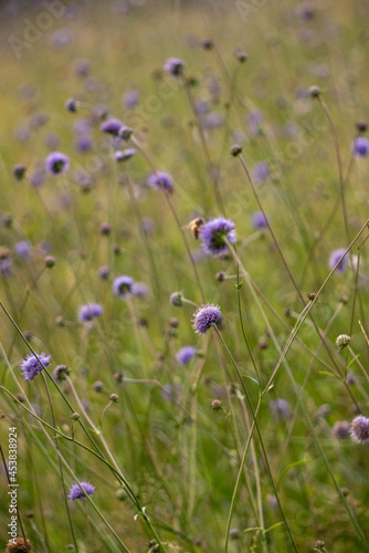 lavender field in region