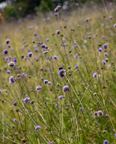 purple flower 