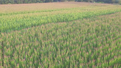 Low altitude aerial over green corn field showing large leafs maize has become staple food in many parts of world with total production surpassing that of wheat or rice 4k high quality resolution photo